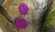Подушка Mr.Mattress Wings M Подушка Mr.Mattress Wings M